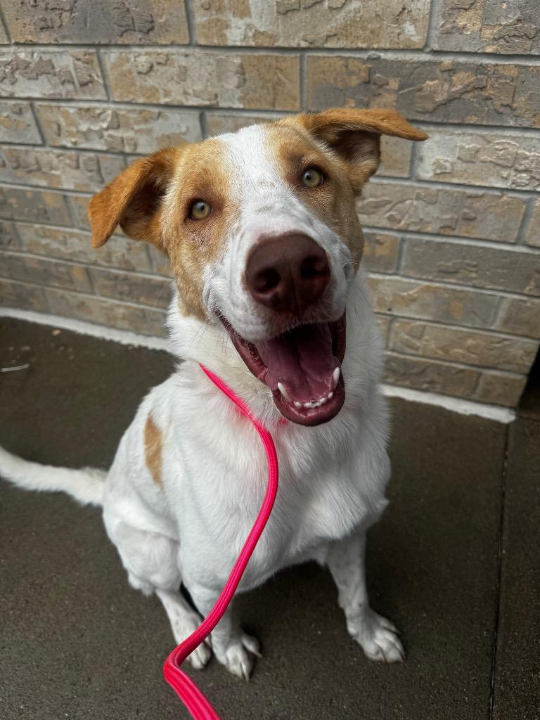 Enlarge Moby Dollar, a Adoptable mixed breed in Fort Lupton, CO image 4/5