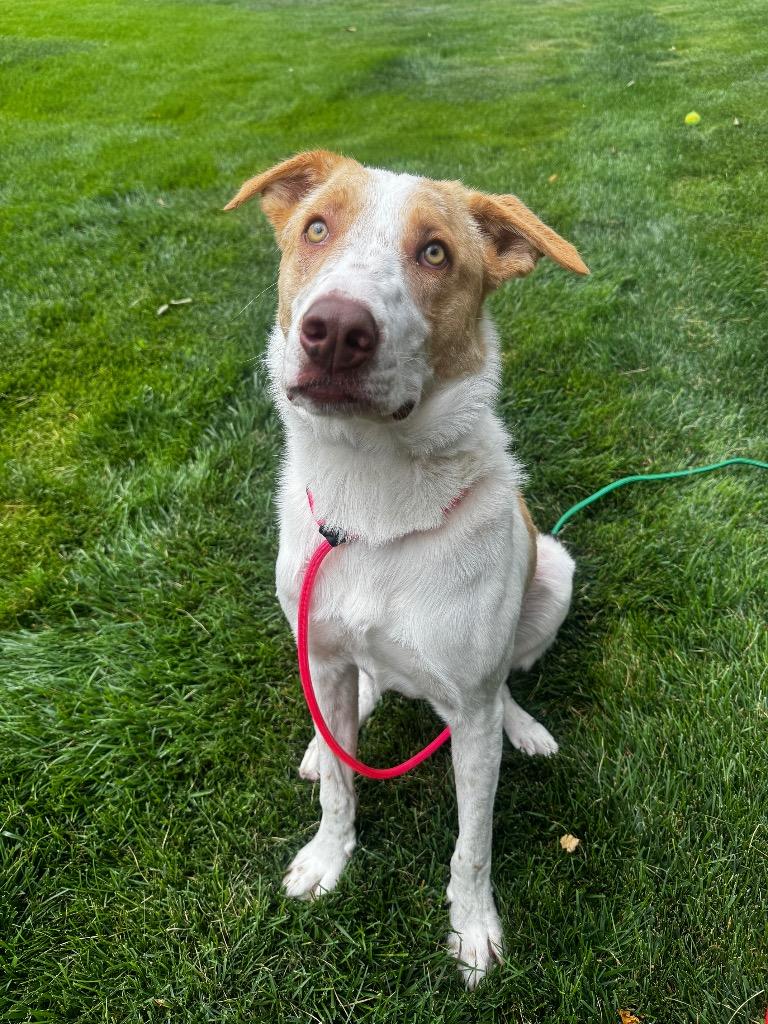 Enlarge Moby Dollar, a Adoptable mixed breed in Fort Lupton, CO image 3/5