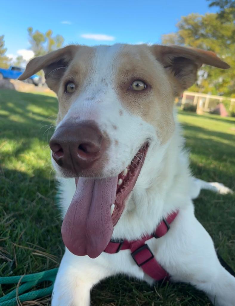 Enlarge Moby Dollar, a Adoptable mixed breed in Fort Lupton, CO image 4/5