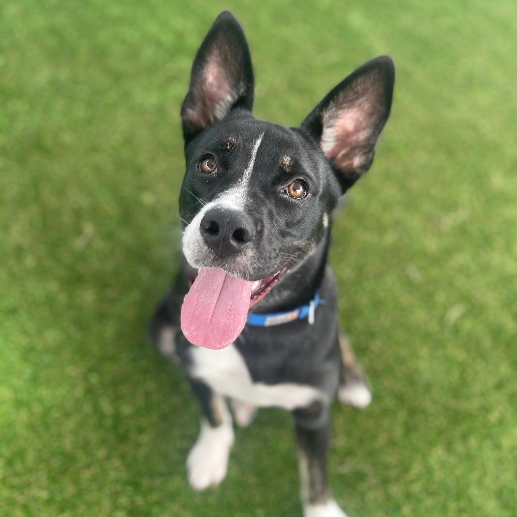 PeppyHare, Adoptable, Young Female Retriever & Mixed Breed.