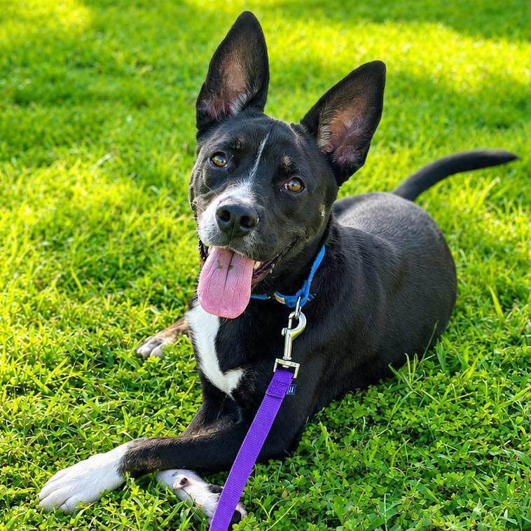 PeppyHare, a Adoptable mixed breed in Bradenton, FL image 2/6