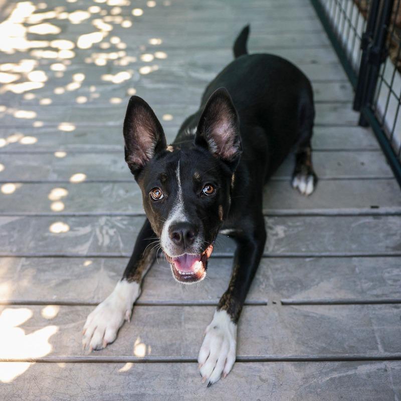 PeppyHare, a Adoptable mixed breed in Bradenton, FL image 2/6