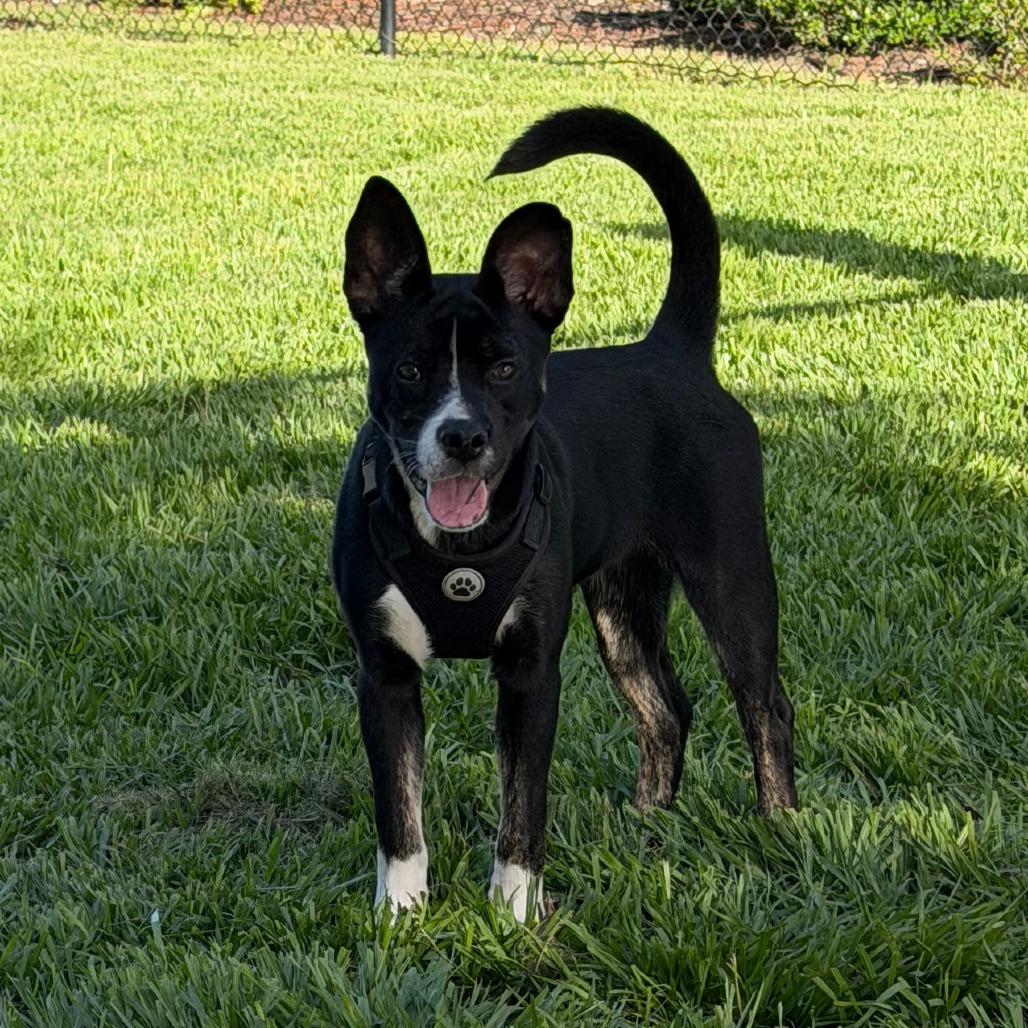 PeppyHare, a Adoptable mixed breed in Bradenton, FL image 3/6