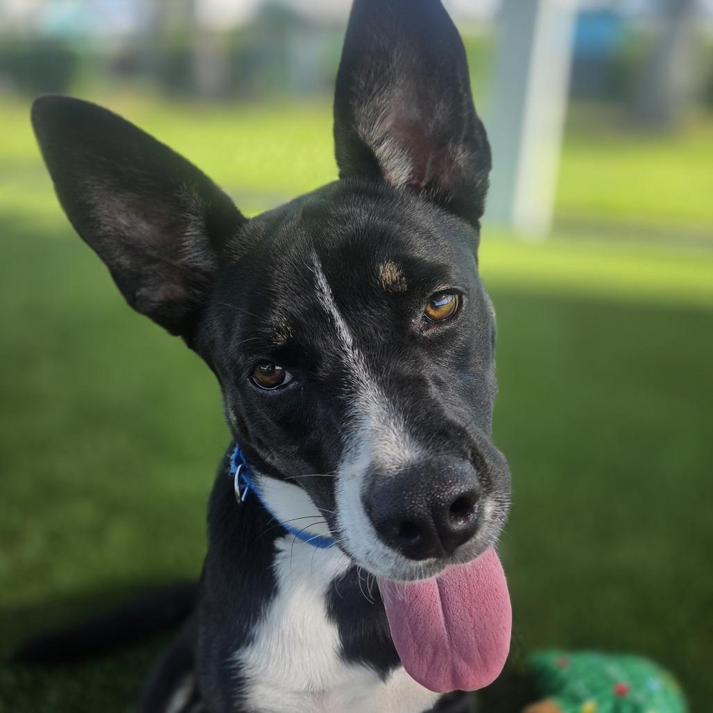 PeppyHare, a Adoptable mixed breed in Bradenton, FL image 4/6