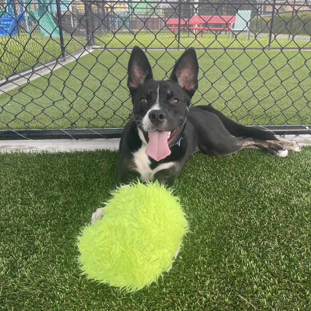 PeppyHare, a Adoptable mixed breed in Bradenton, FL image 4/6