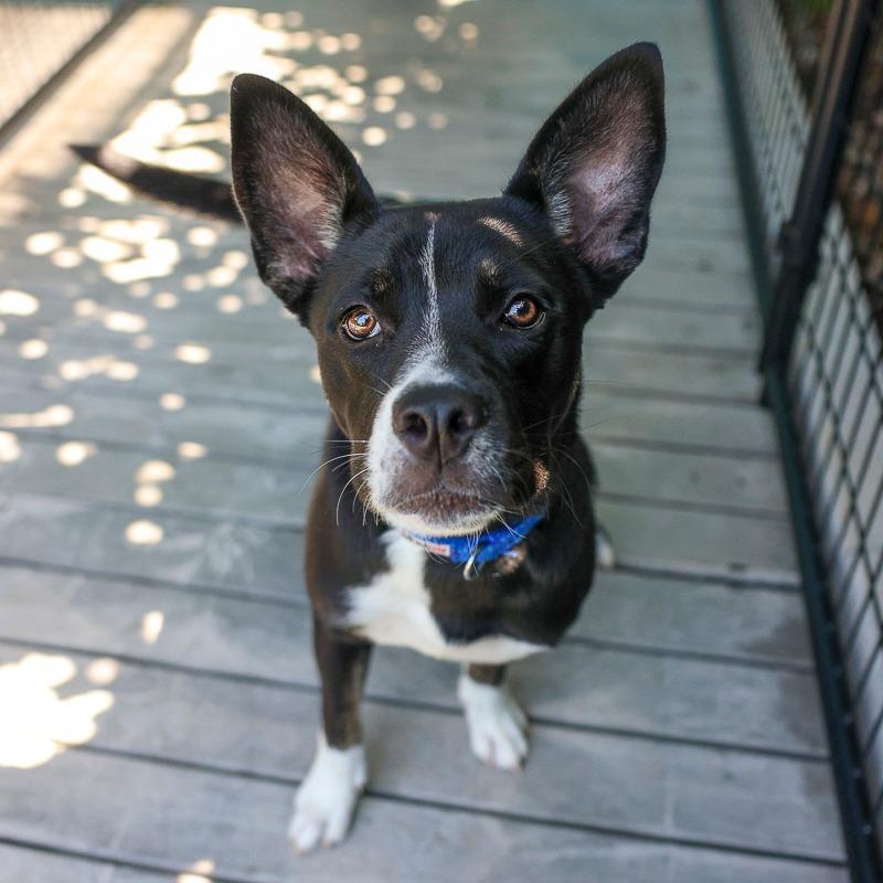PeppyHare, a Adoptable mixed breed in Bradenton, FL image 5/6