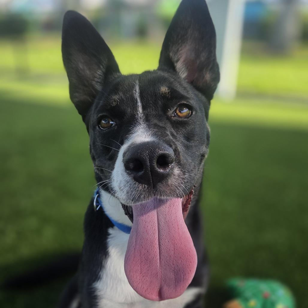 PeppyHare, a Adoptable mixed breed in Bradenton, FL image 6/6