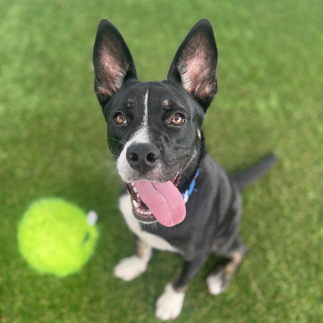 PeppyHare, a Adoptable mixed breed in Bradenton, FL image 6/6