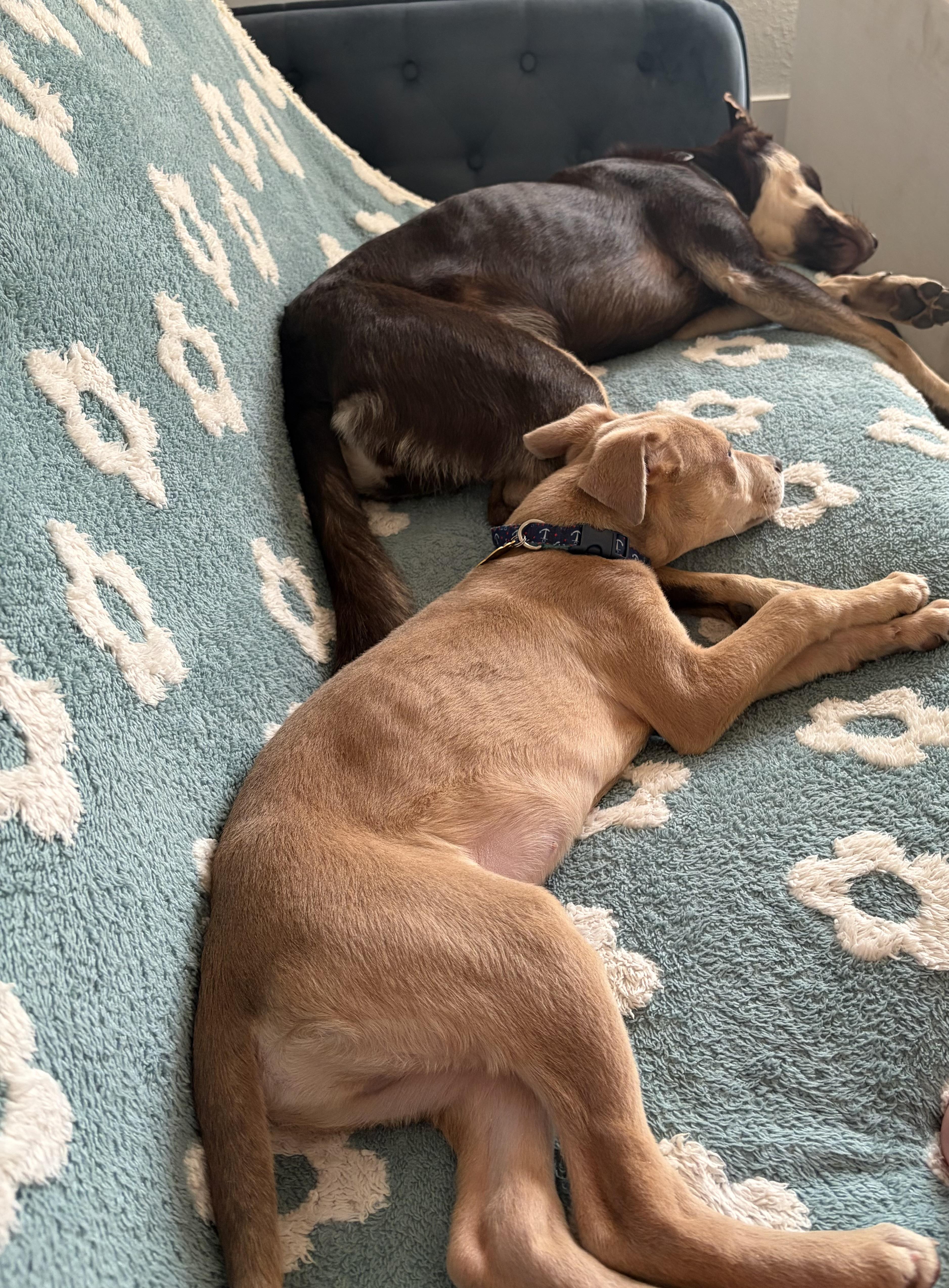 Scooby, Adoptable, Puppy Male Carolina Dog.