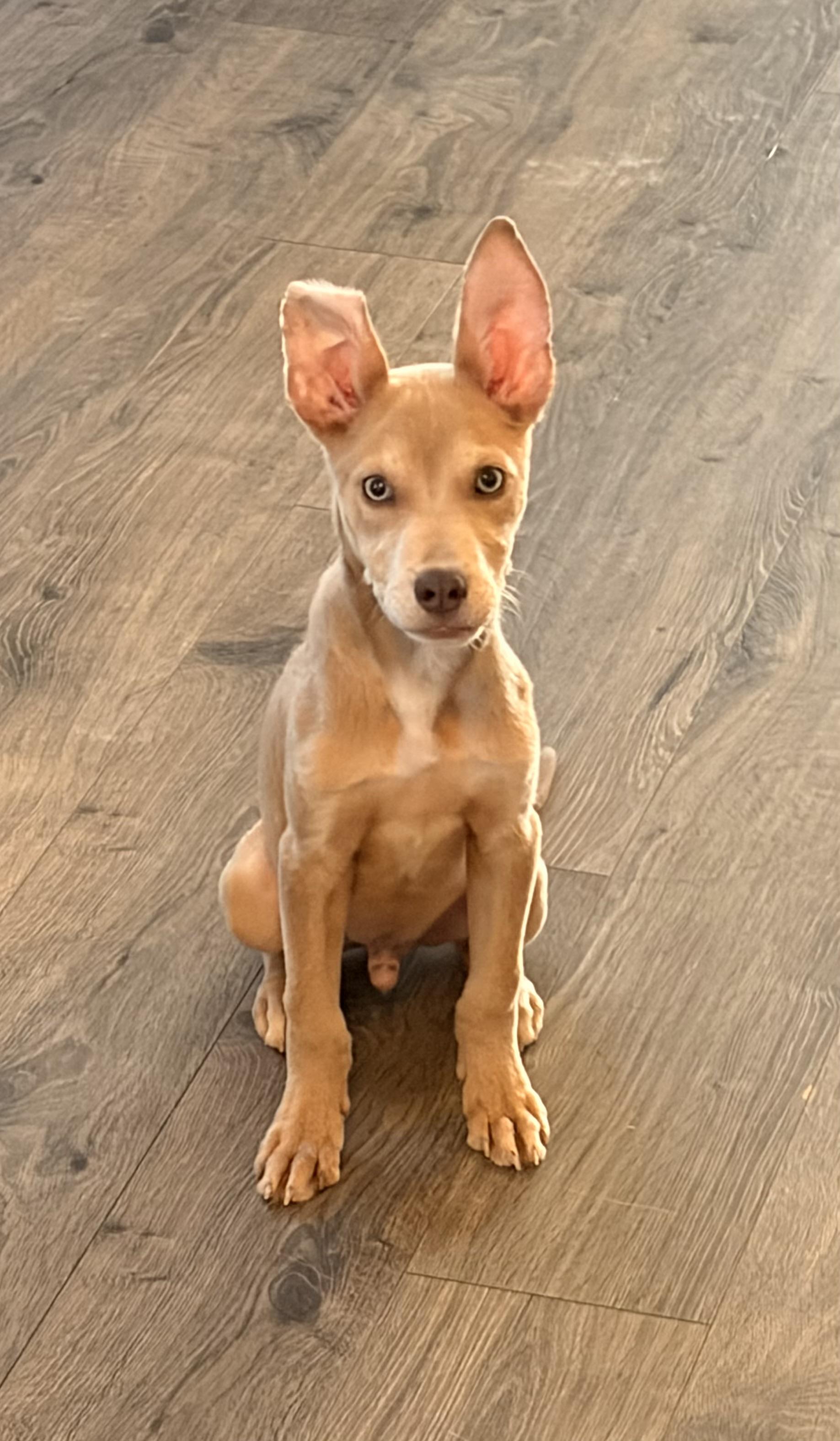 Enlarge Scooby, a Adoptable mixed breed in Houston, TX image 2/6