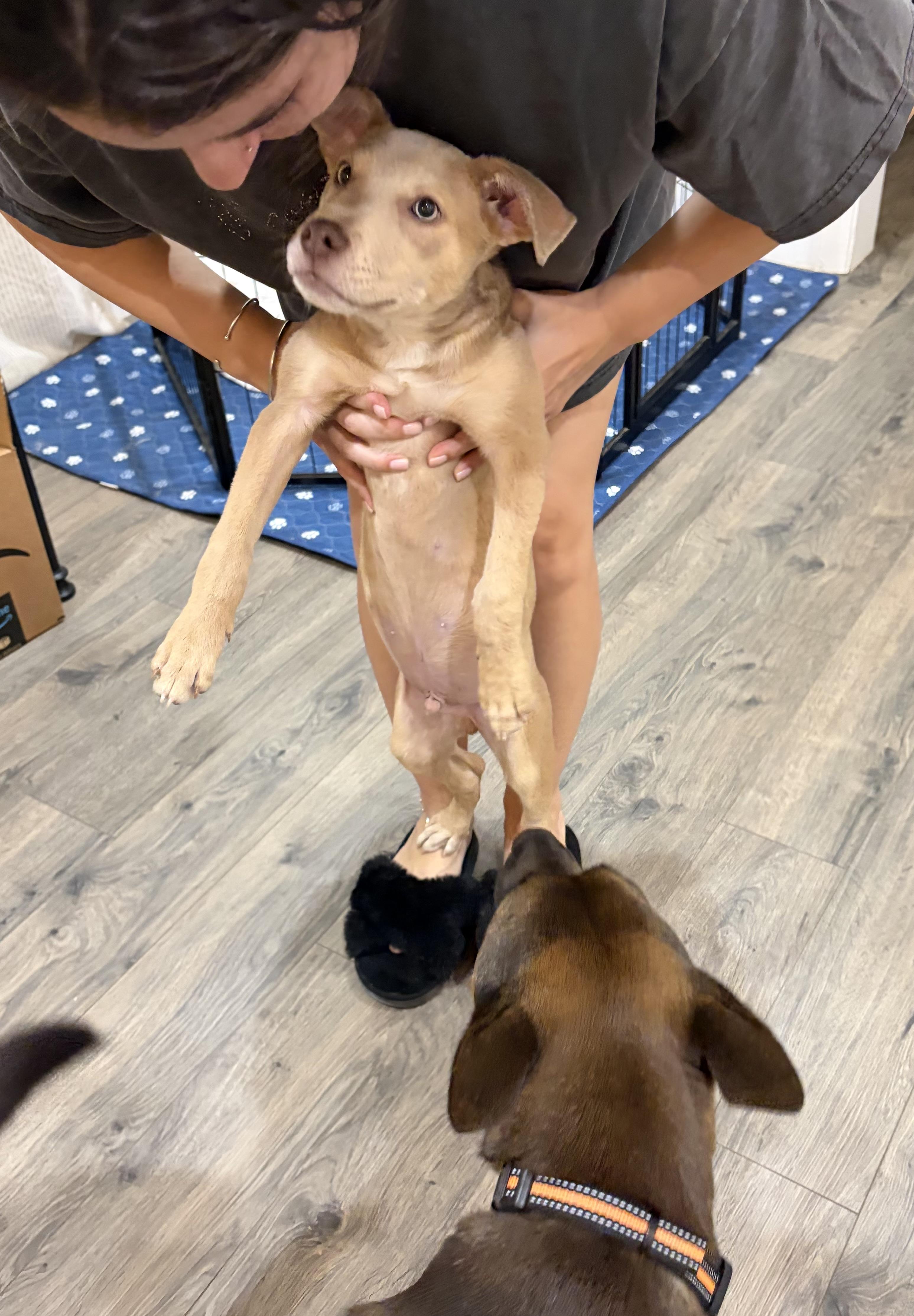 Enlarge Scooby, a Adoptable mixed breed in Houston, TX image 4/6
