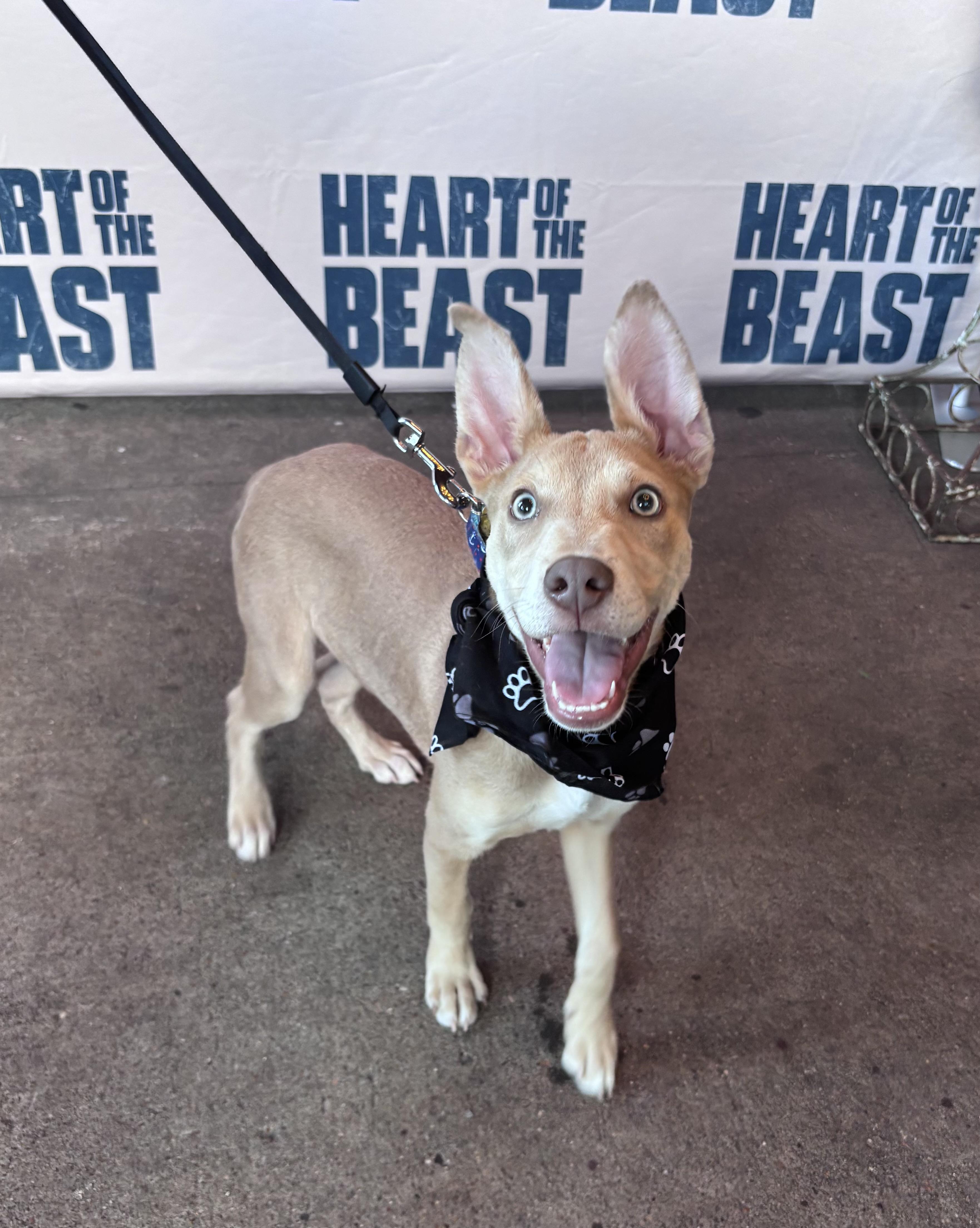 Enlarge Scooby, a Adoptable mixed breed in Houston, TX image 6/6