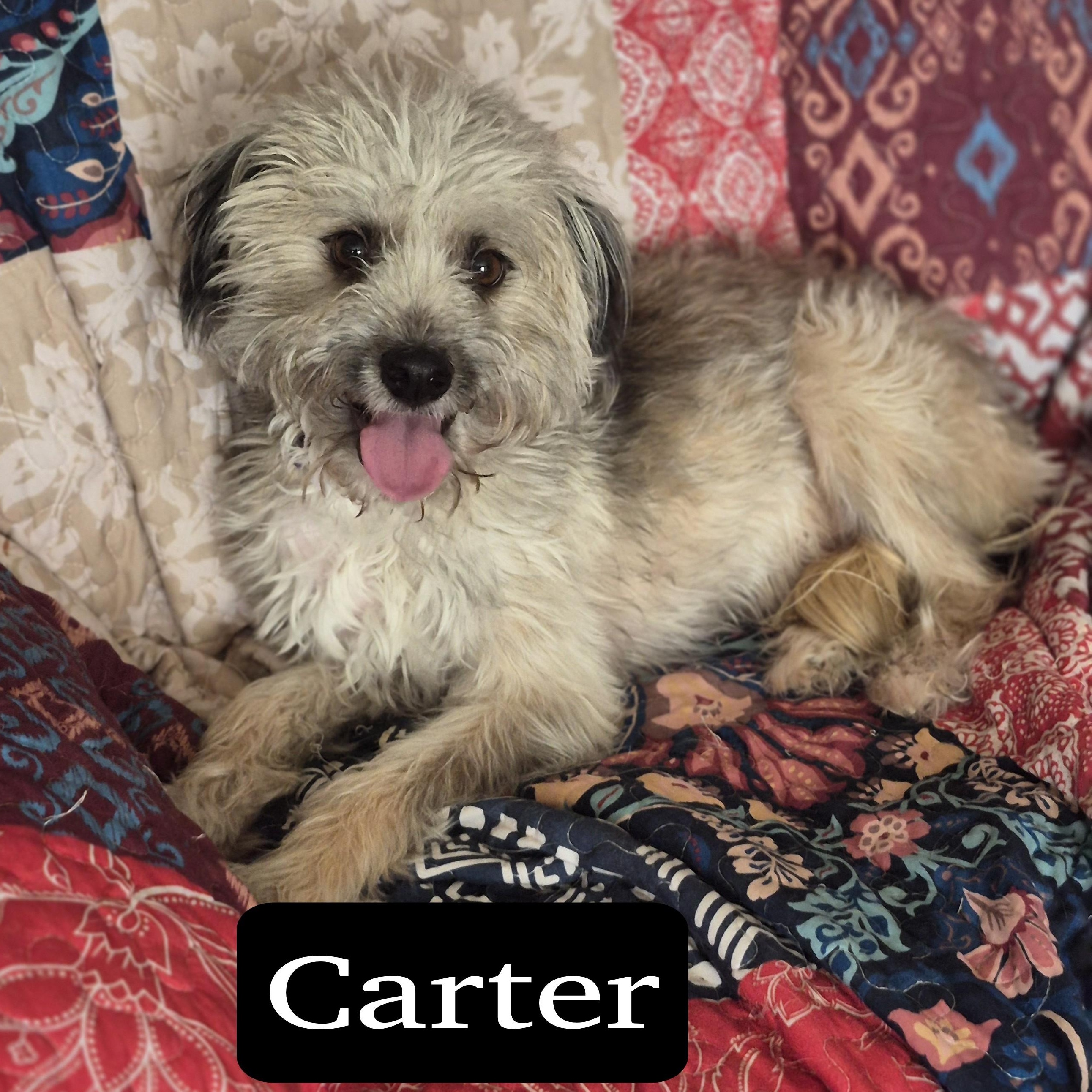 Enlarge Carter, a Adoptable mixed breed in Southport, CT image 5/5