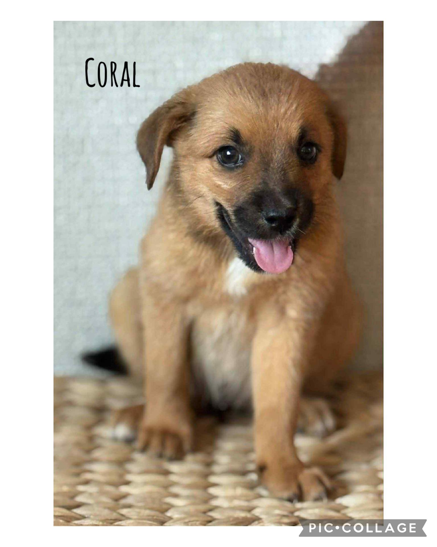 Coral