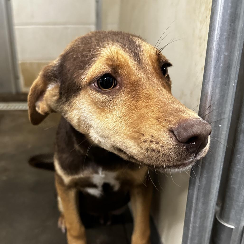 Enlarge Addie, a Adoptable Terrier in Cleveland, MS image 1/2