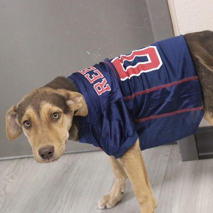 Enlarge Addie, a Adoptable Terrier in Cleveland, MS image 2/2