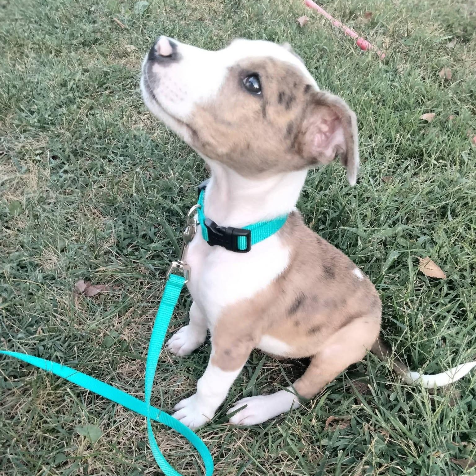 Enlarge Scott, a Adoptable mixed breed in Springfield, MO image 2/6