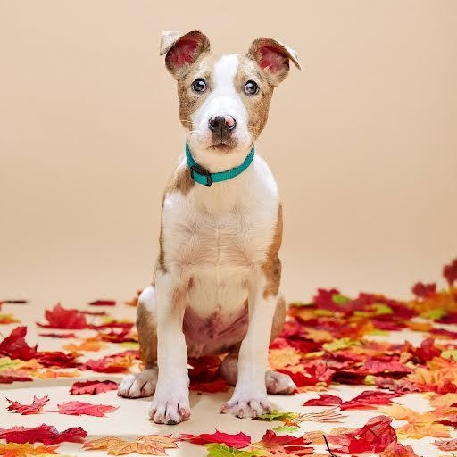 Enlarge Scott, a Adoptable mixed breed in Springfield, MO image 3/6