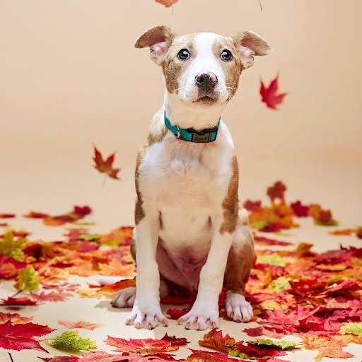 Enlarge Scott, a Adoptable mixed breed in Springfield, MO image 1/6