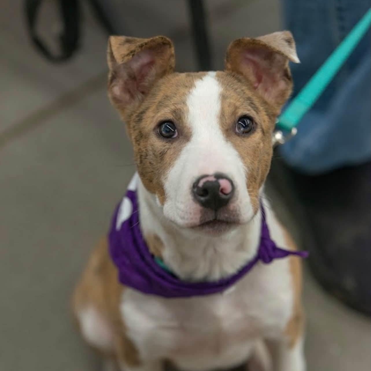 Enlarge Scott, a Adoptable mixed breed in Springfield, MO image 6/6