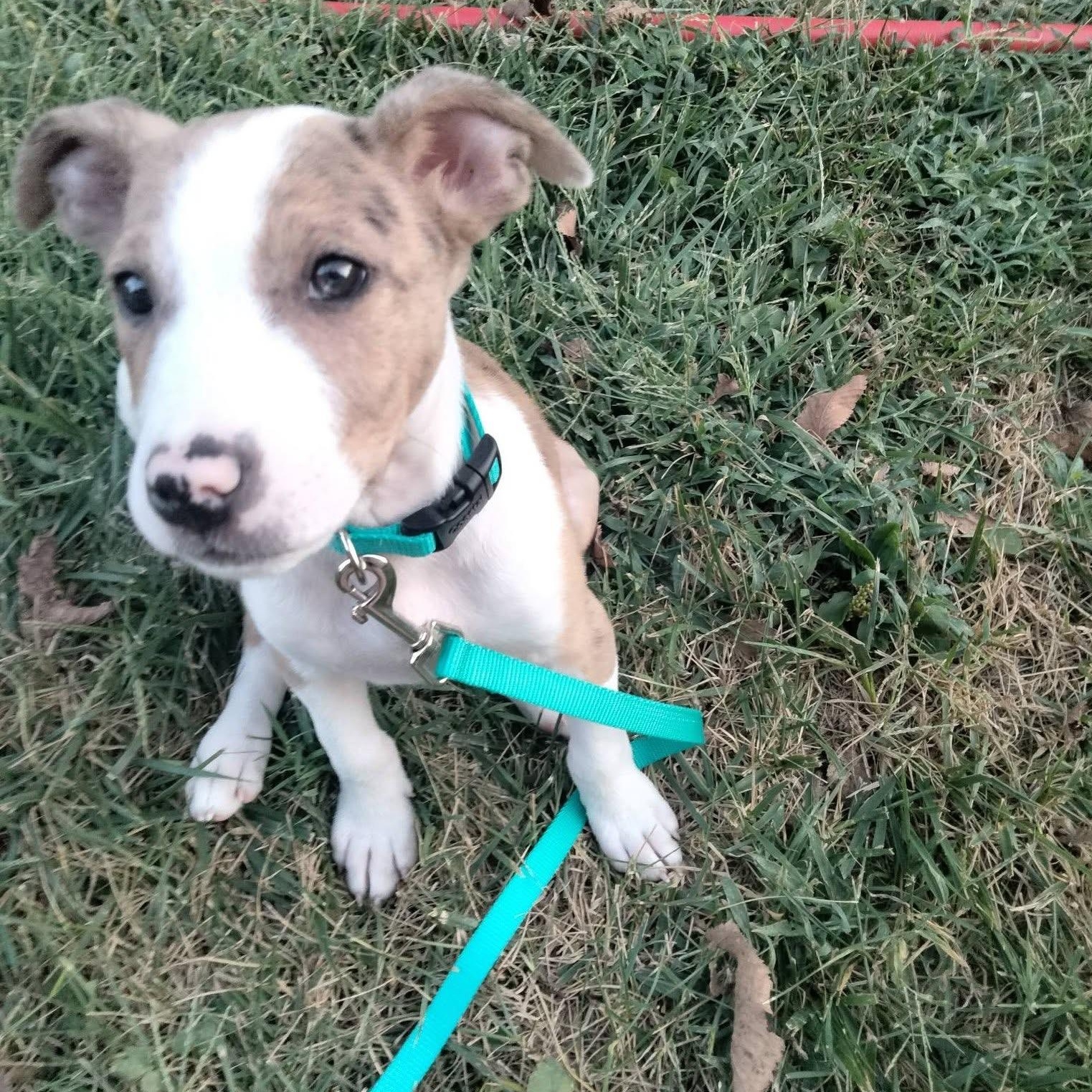 Enlarge Scott, a Adoptable mixed breed in Springfield, MO image 4/6