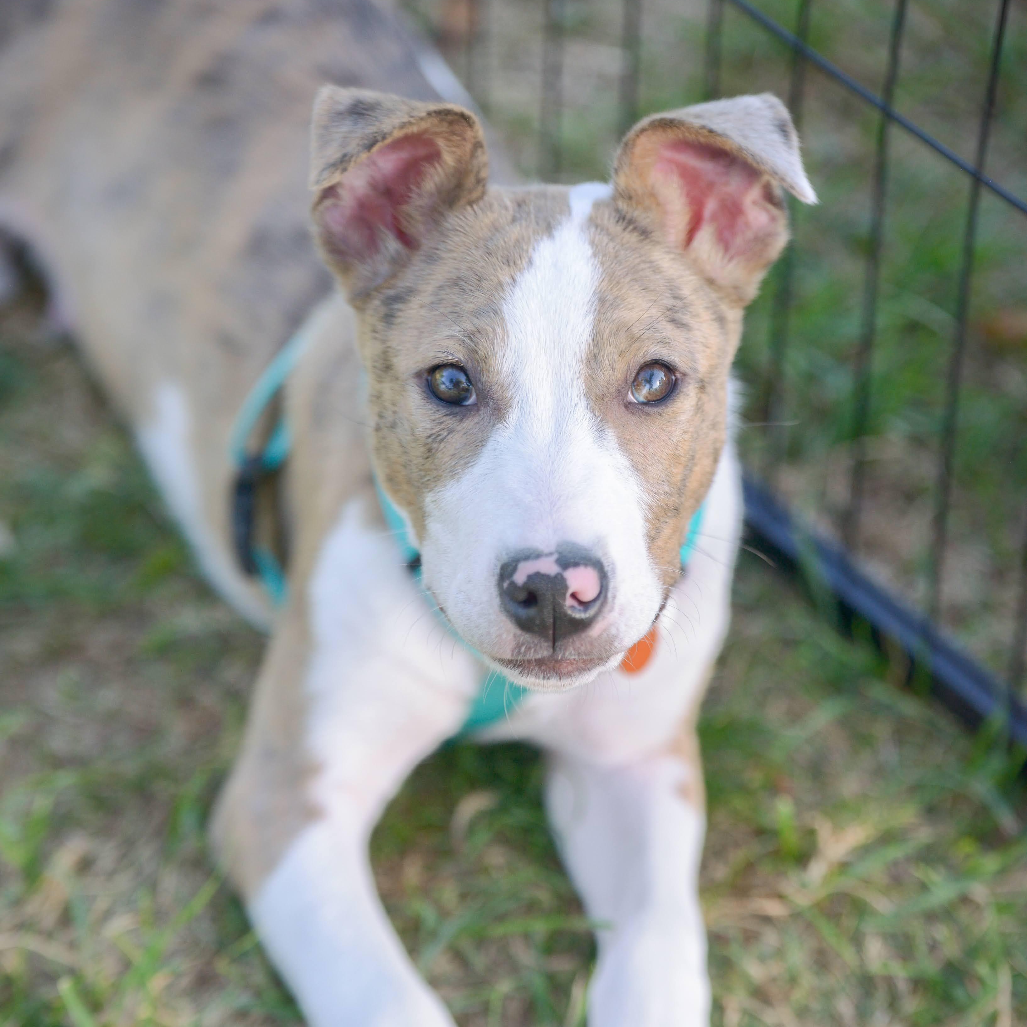 Enlarge Scott, a Adoptable mixed breed in Springfield, MO image 5/6