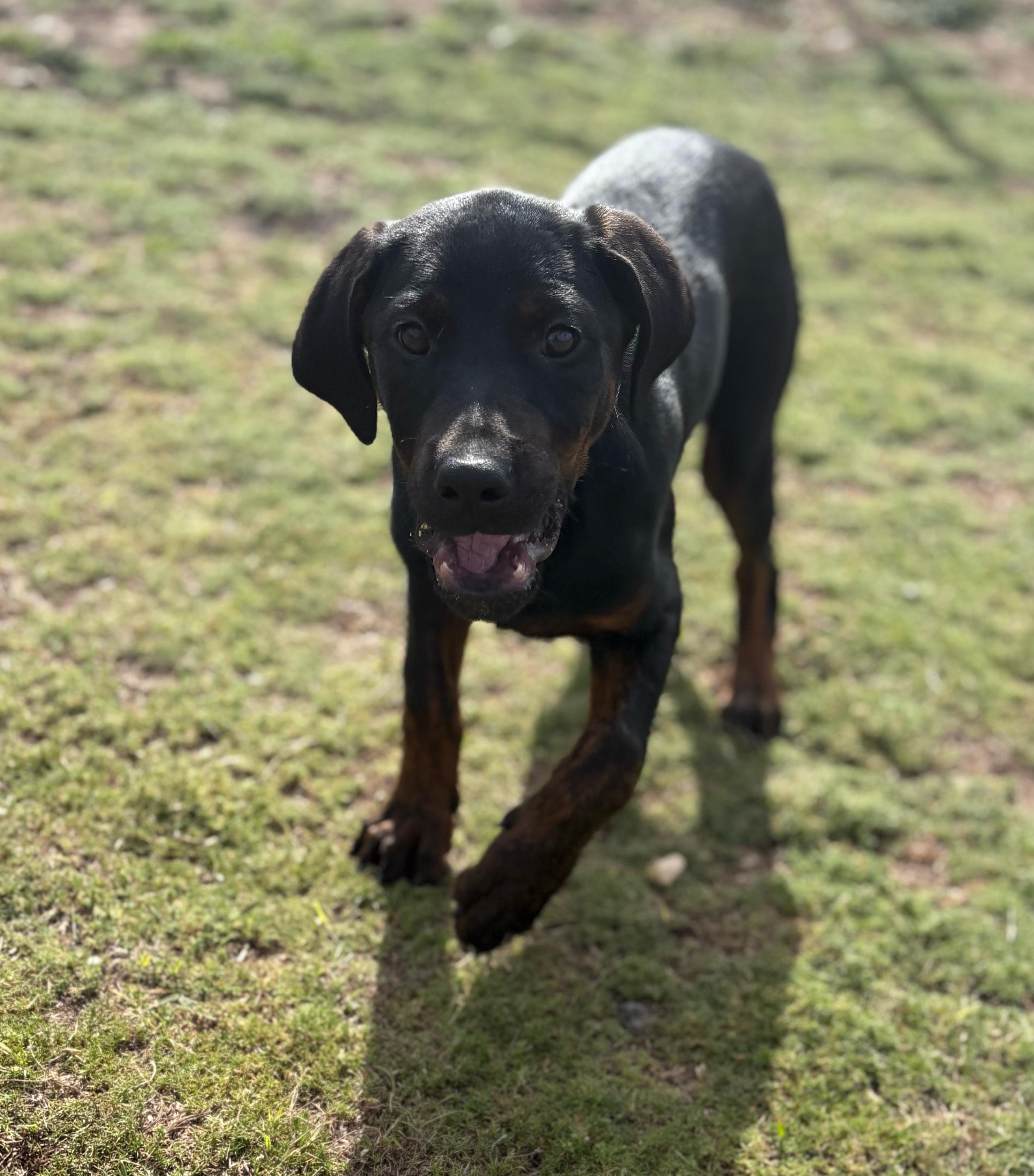 Sadie, adopted, Puppy Female Rottweiler.