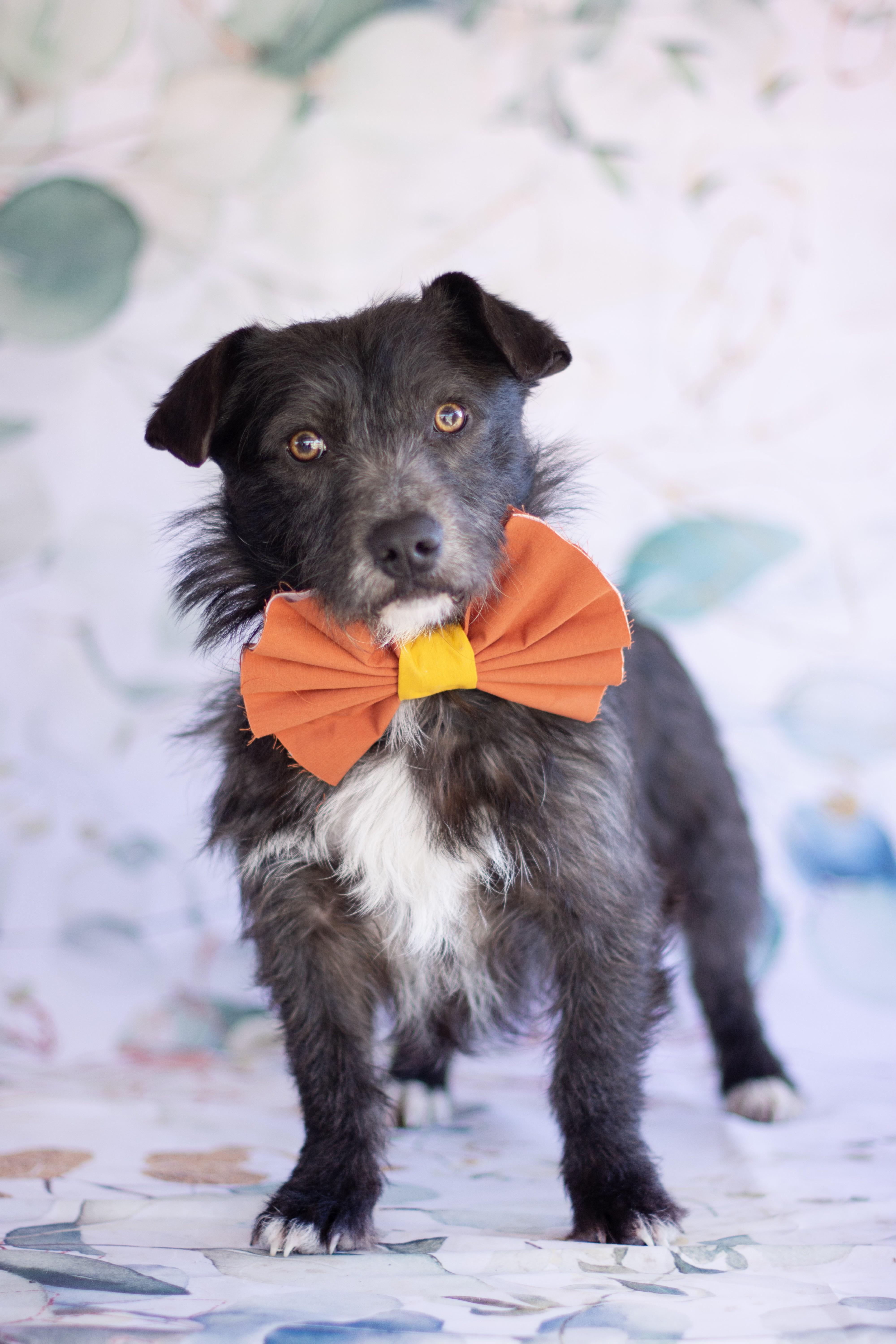 Enlarge Rex, an adopted mixed breed in Indianapolis, IN image 1/1