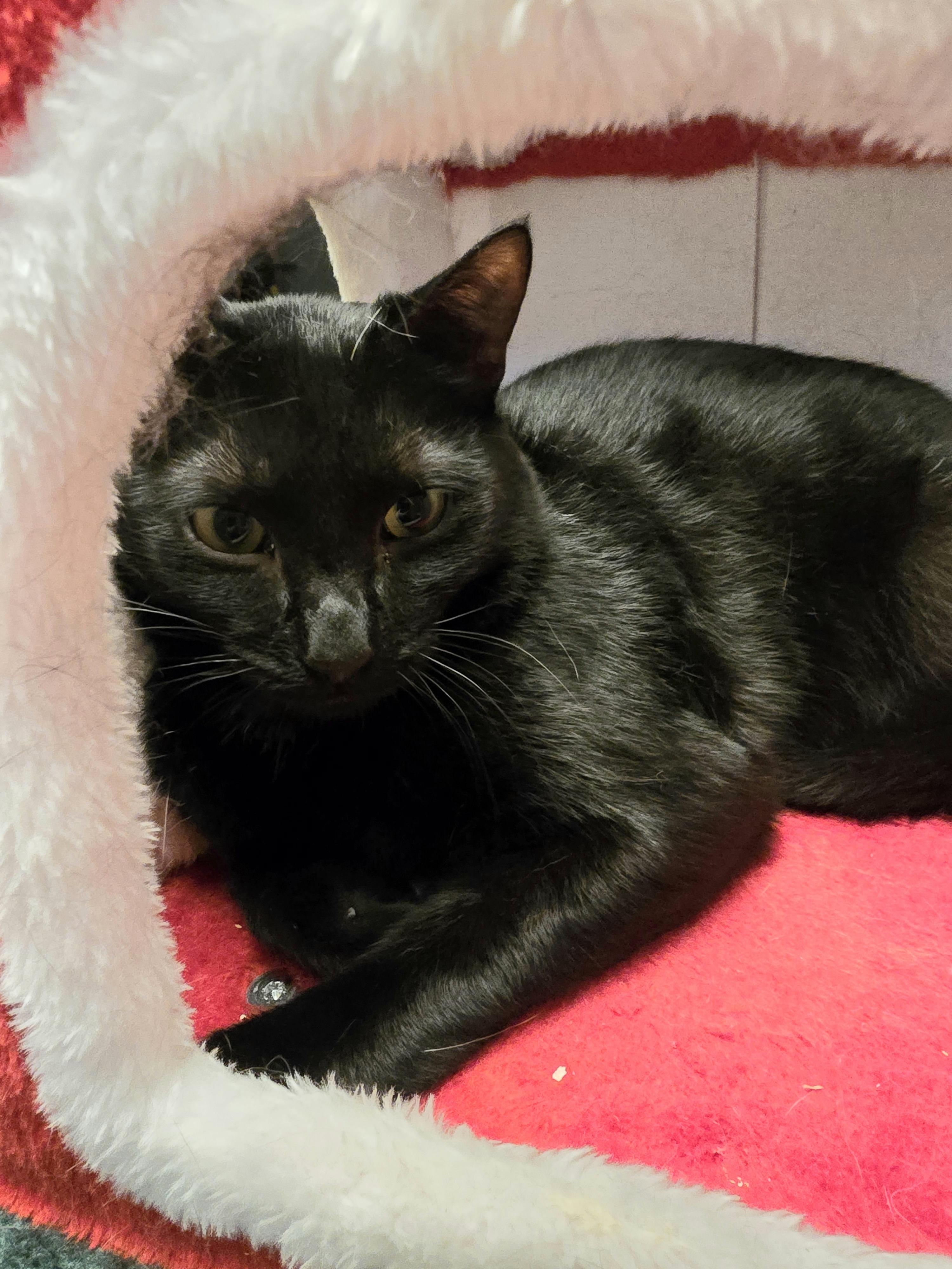 Ares, adoptable, Young Male Domestic Short Hair.