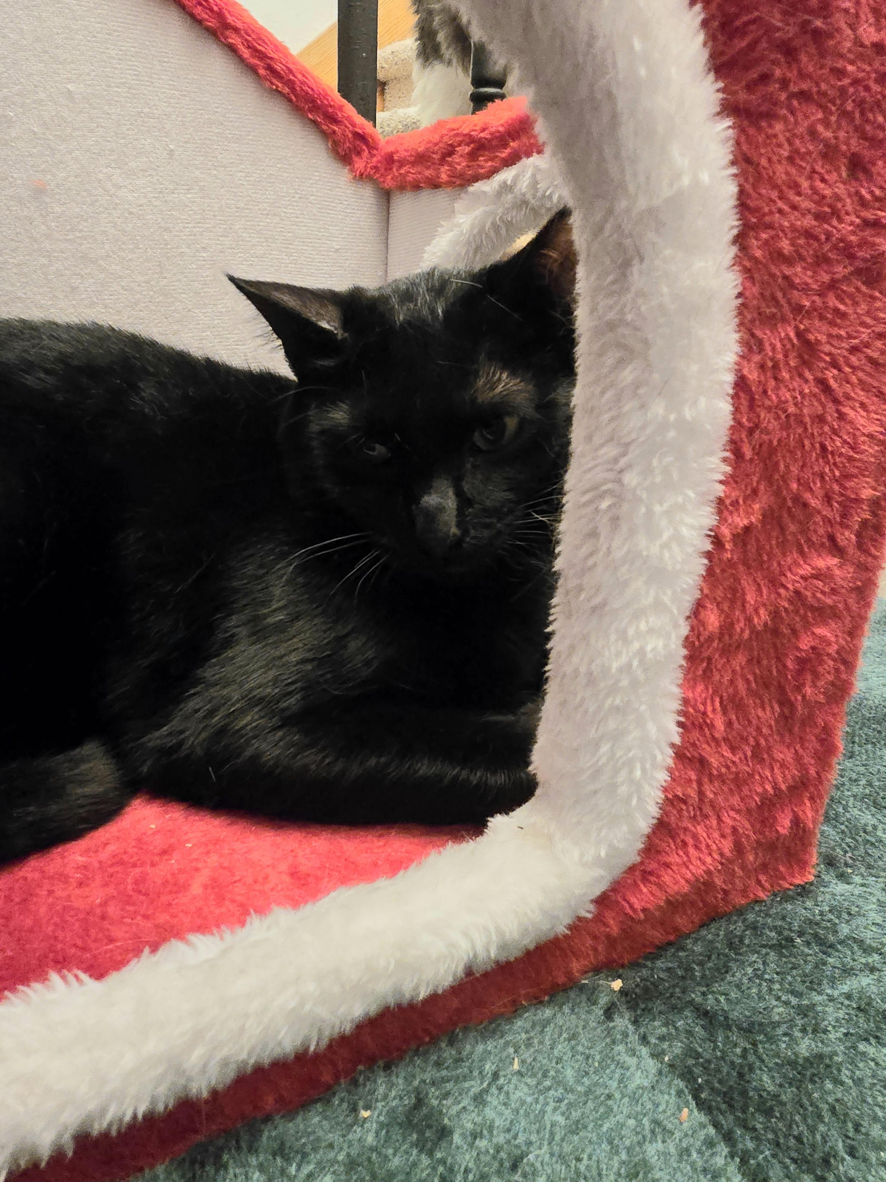 Enlarge Ares, an adoptable Domestic Short Hair in Lacey, WA image 4/6