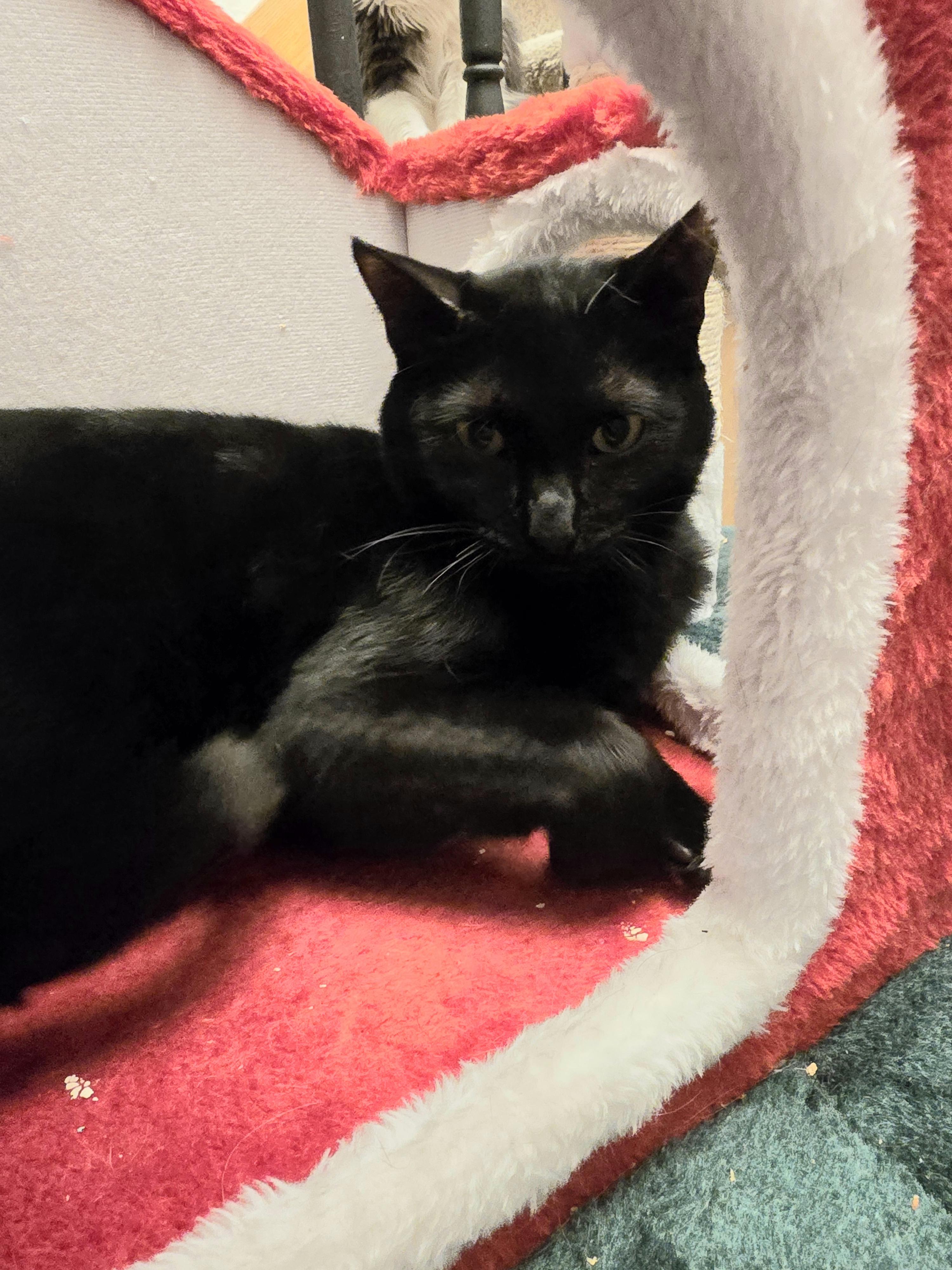 Enlarge Ares, an adoptable Domestic Short Hair in Lacey, WA image 5/6