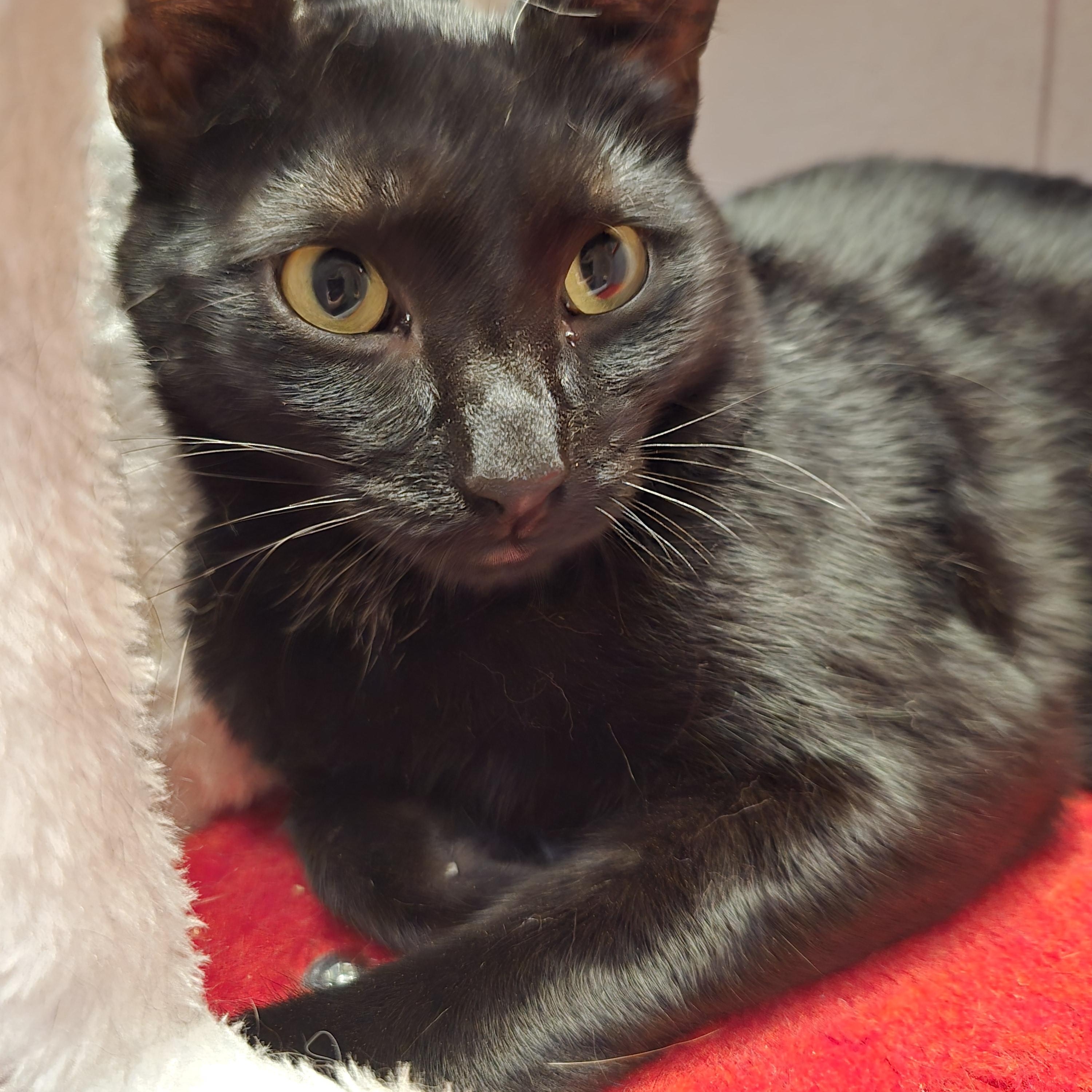 Enlarge Ares, an adoptable Domestic Short Hair in Lacey, WA image 6/6