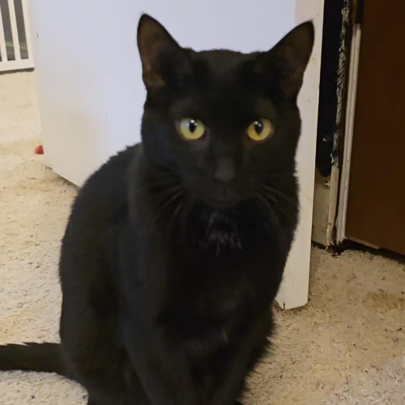 Enlarge Ares, an adoptable Domestic Short Hair in Lacey, WA image 1/6