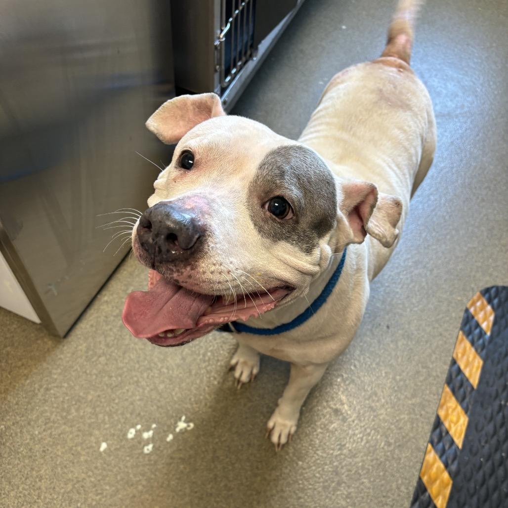 Sassy, Adoptable, Senior Female American Bulldog & Pit Bull Terrier.