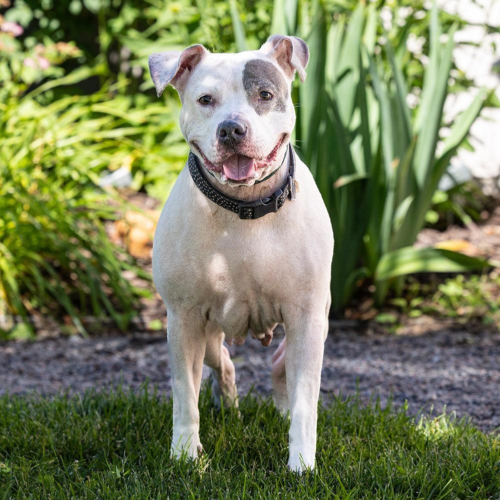 Enlarge Sassy, a Adoptable mixed breed in Council Bluffs, IA image 2/4
