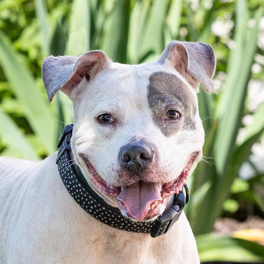 Enlarge Sassy, a Adoptable mixed breed in Council Bluffs, IA image 3/4