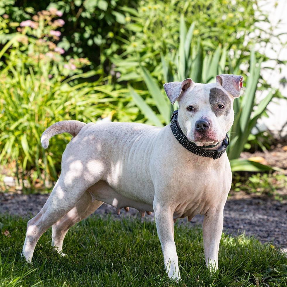 Enlarge Sassy, a Adoptable mixed breed in Council Bluffs, IA image 4/4
