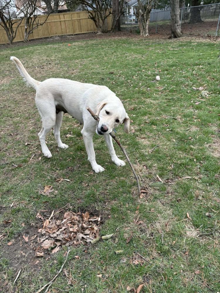Livvy, Adoptable, Adult Female Labrador Retriever.