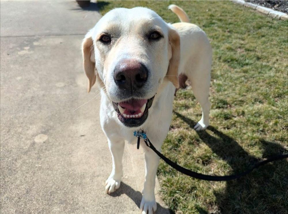 Enlarge Livvy, a Adoptable Labrador Retriever in New Albany, OH image 3/5