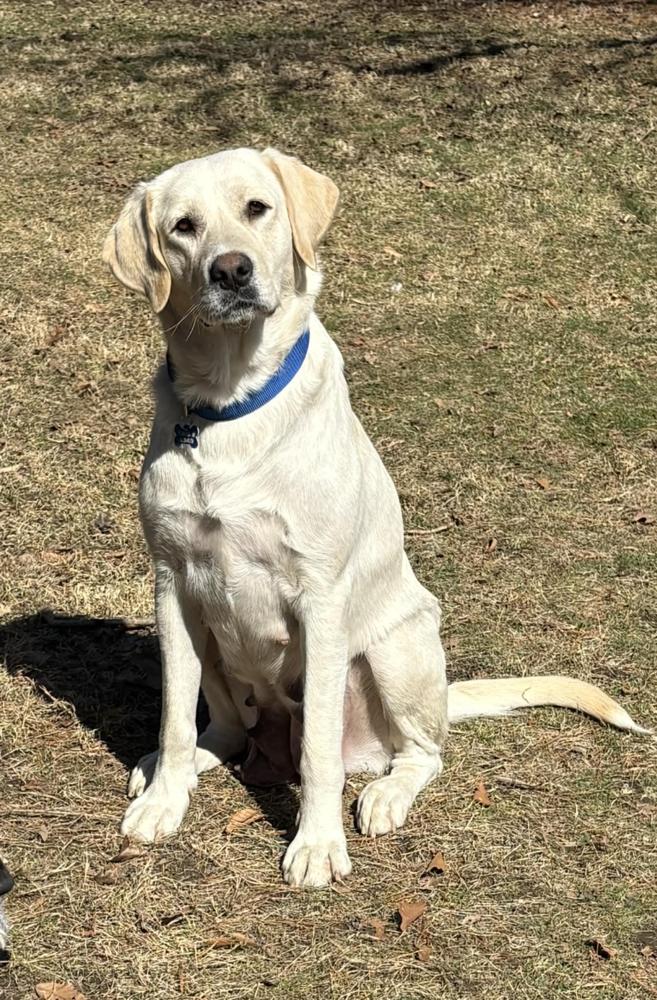 Livvy, Adoptable, Adult Female Labrador Retriever.