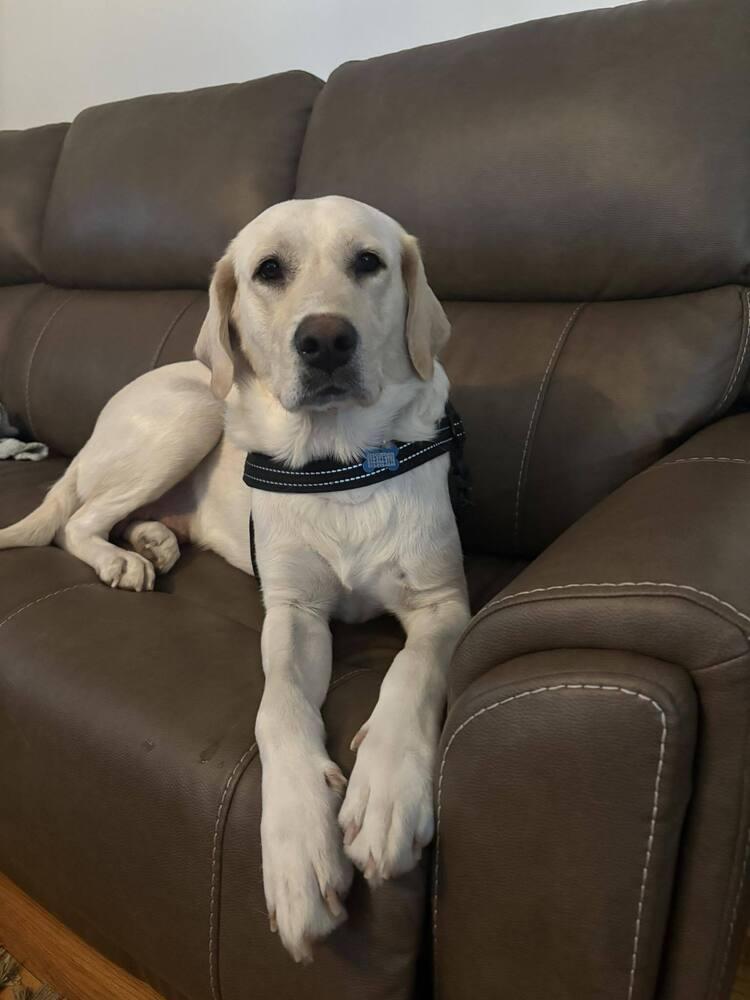 Livvy, a Adoptable Labrador Retriever in New Albany, OH image 3/4