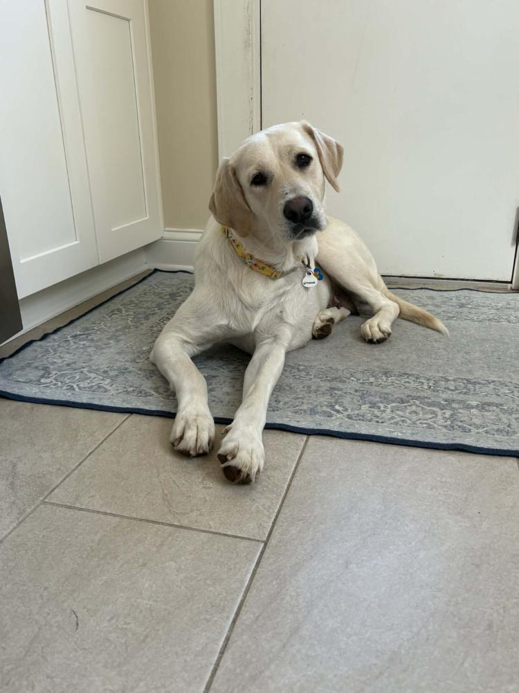 Livvy, a Adoptable Labrador Retriever in New Albany, OH image 4/4