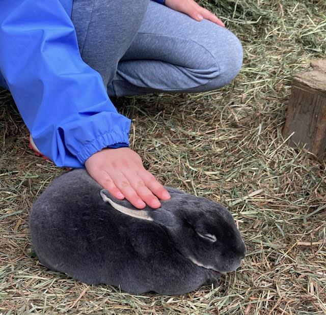 Enlarge Fern, a Adoptable Bunny Rabbit in Quilcene, WA image 2/3