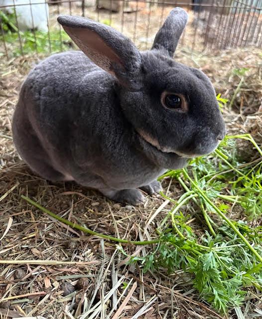Enlarge Fern, a Adoptable Bunny Rabbit in Quilcene, WA image 1/3