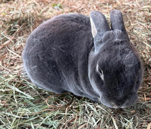 Enlarge Fern, a Adoptable Bunny Rabbit in Quilcene, WA image 3/3