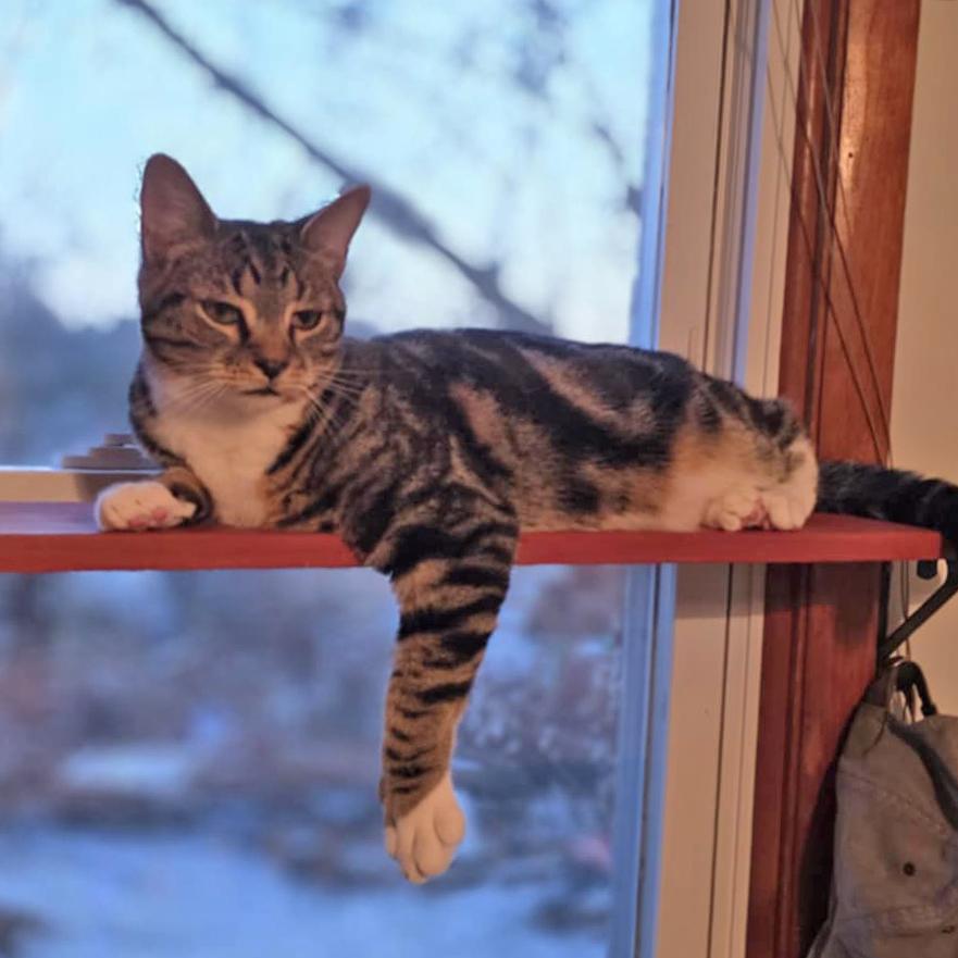 Enlarge Zack, a Adoptable mixed breed in Harrisburg, PA image 2/6