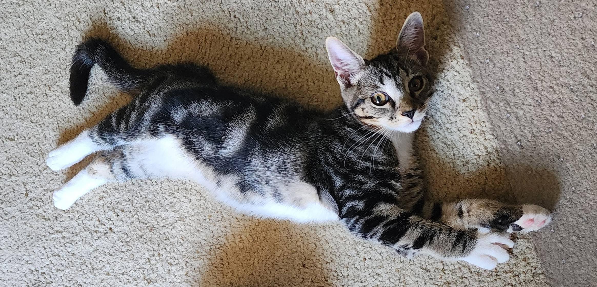 Enlarge Zack, a Adoptable mixed breed in Harrisburg, PA image 5/6