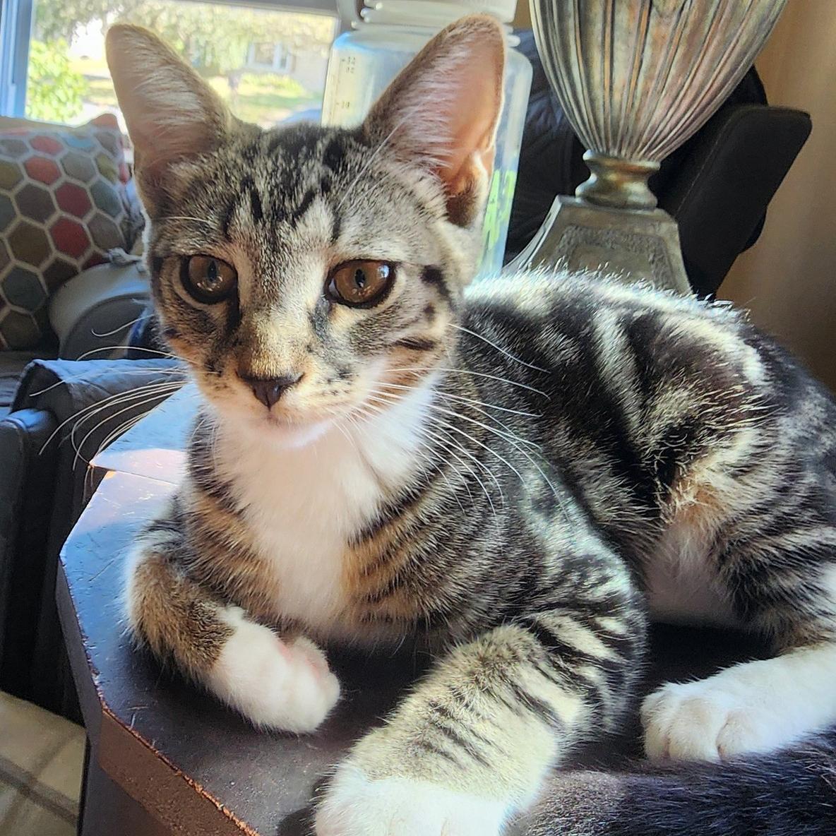 Zack, Adoptable, Kitten Male Tabby & Domestic Short Hair.