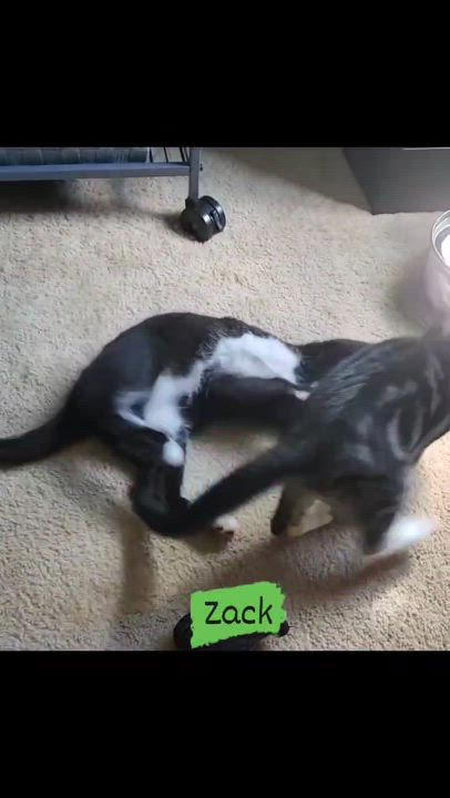 Enlarge Zack, a Adoptable mixed breed in Harrisburg, PA video 4/6