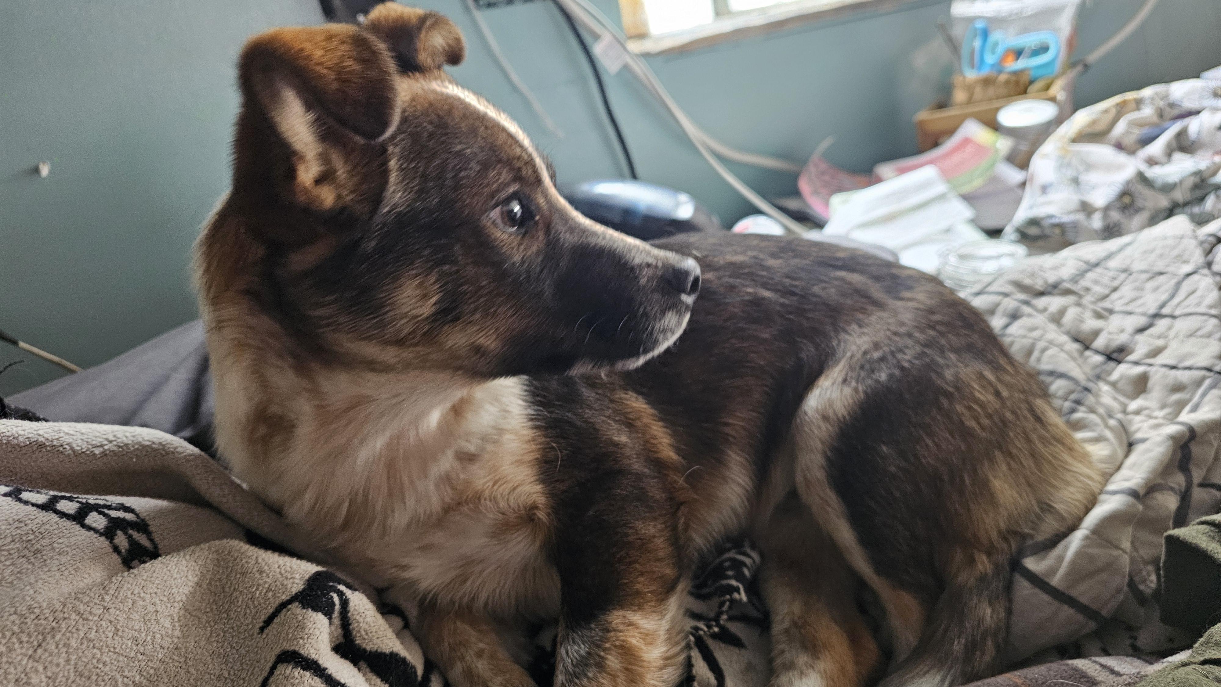 Rodeo, a ADOPTABLE mixed breed in Phelan, CA image 4/4